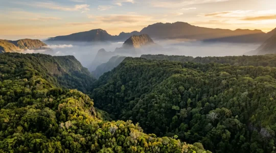 Vue aérienne de la canopée dense de la forêt tropicale de La Réunion avec brume matinale et reliefs volcaniques