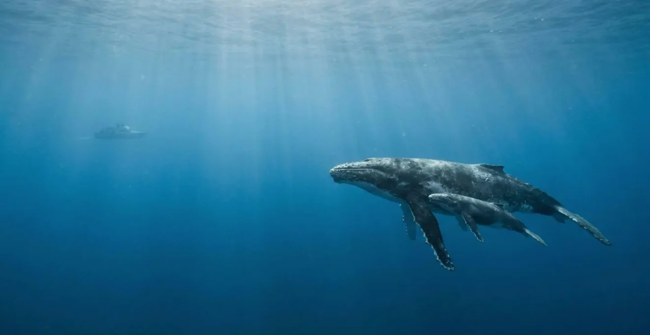 Vue sous-marine d'une baleine à bosse nageant paisiblement avec son baleineau dans des eaux bleues cristallines, observés à distance respectueuse