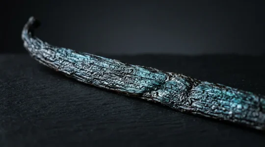 Gros plan sur une gousse de vanille bleue avec ses reflets irisés caractéristiques sur fond minimaliste