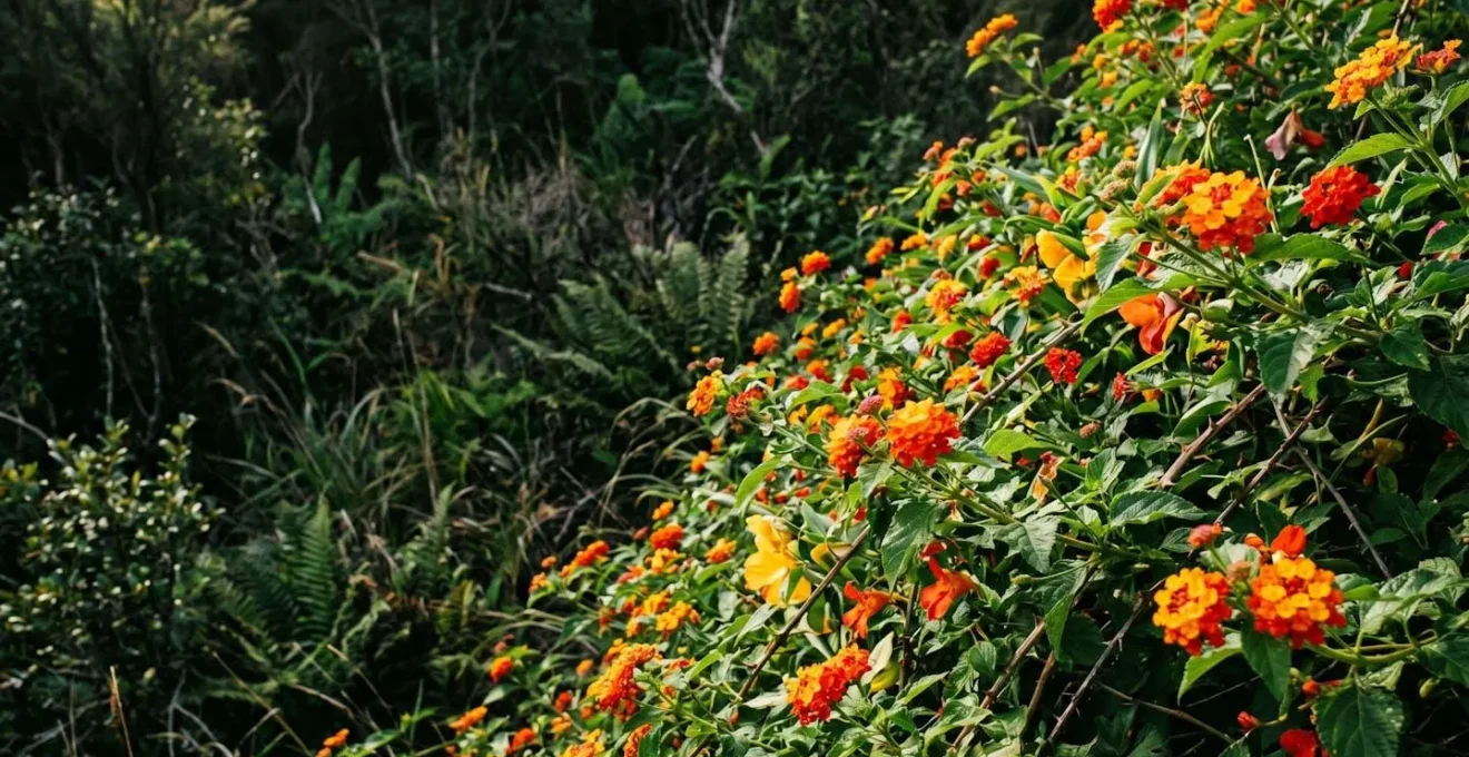 Contraste visuel entre plantes invasives colorées et végétation endémique étouffée en arrière-plan